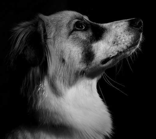 Research Veterinarians